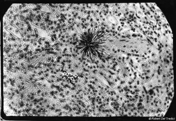 deltredici.d5.particl.of.pu650px