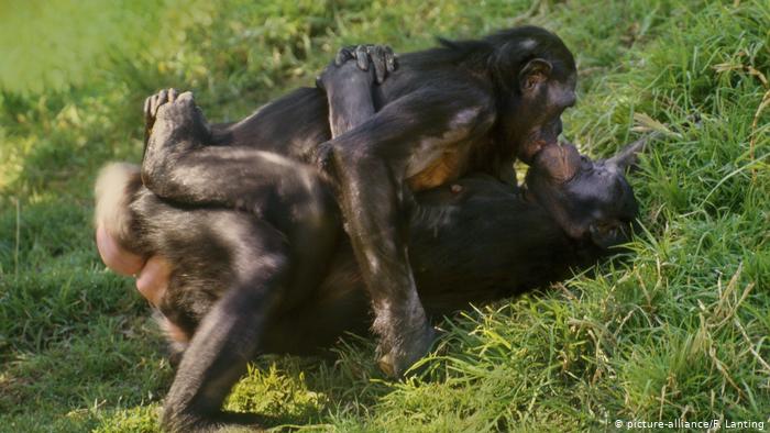 bonobos 2.jpg